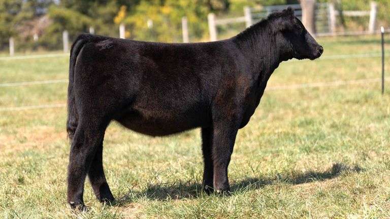 FOUT TAG 9 MAINETAINER HEIFER