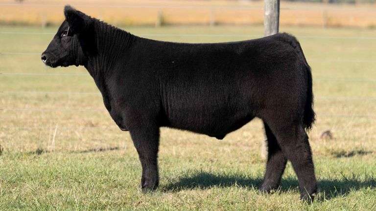 MCCULLOUGH TAG 7 STEER