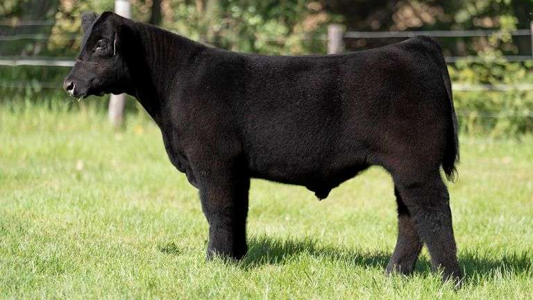 SMITH FARMS TAG 104 STEER