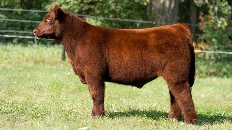SMITH FARMS TAG 20 STEER