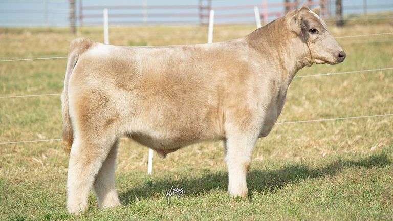 MITTAG TAG 7 STEER