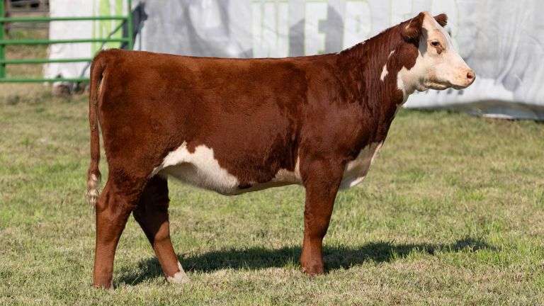 WEBER TAG 244 HEIFER