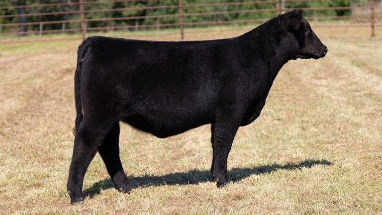 CRALL TAG 118 HEIFER