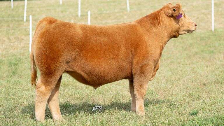 MITTAG TAG 8 STEER