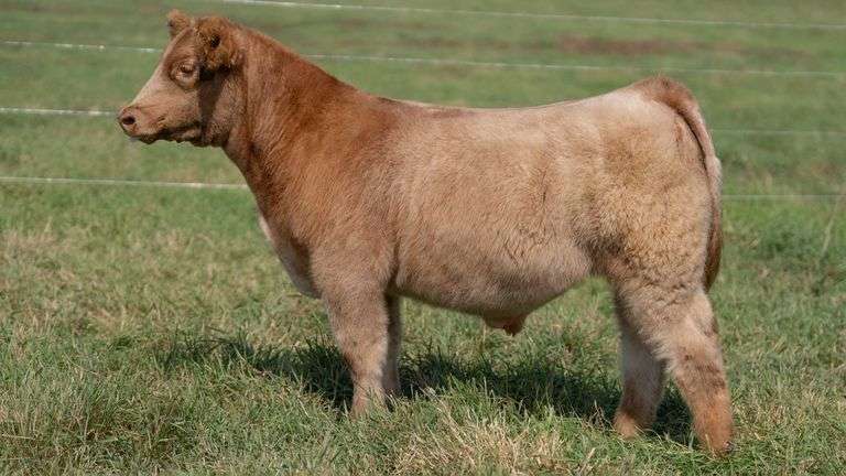 SMITH TAG 27 STEER