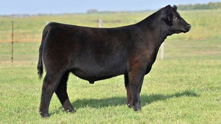 KAY-R TAG 2129 STEER