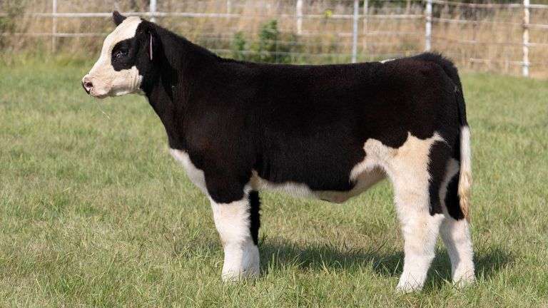FORMAN BOOT CREEK TAG 41  HEIFER