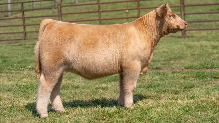 WEDIG TAG 27 HEIFER
