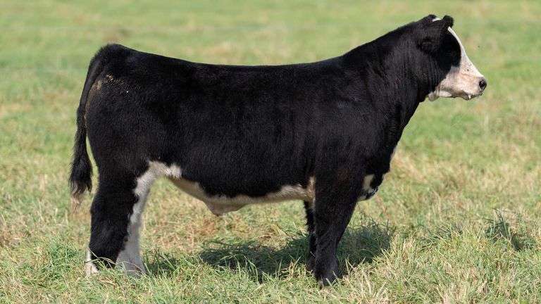 SMITH TAG 4 STEER
