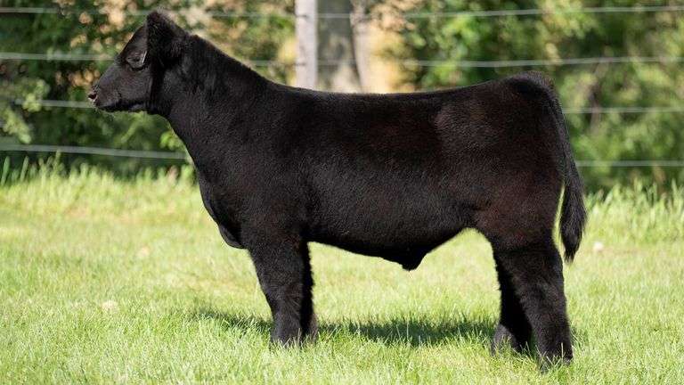 SMITH FARMS TAG 019 STEER