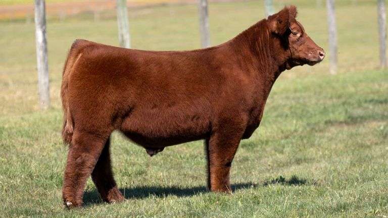 MCCULLOUGH TAG 3 STEER