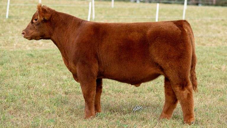 MITTAG TAG 9 STEER
