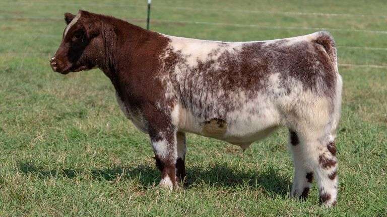 SMITH TAG 39 STEER