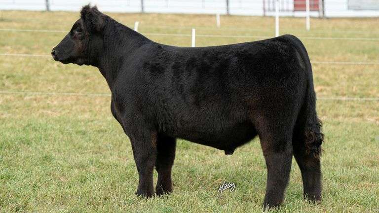 MITTAG TAG 3 STEER