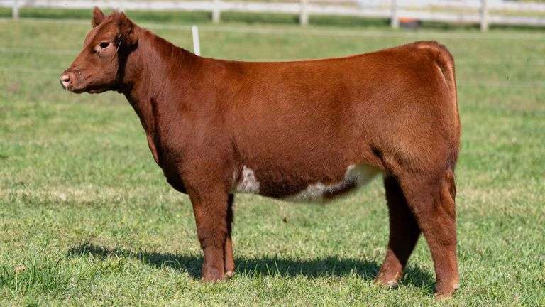 ARMSTRONG TAG 4 HEIFER