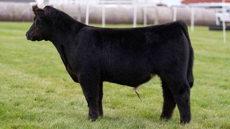 LORENTZ TAG 19 STEER