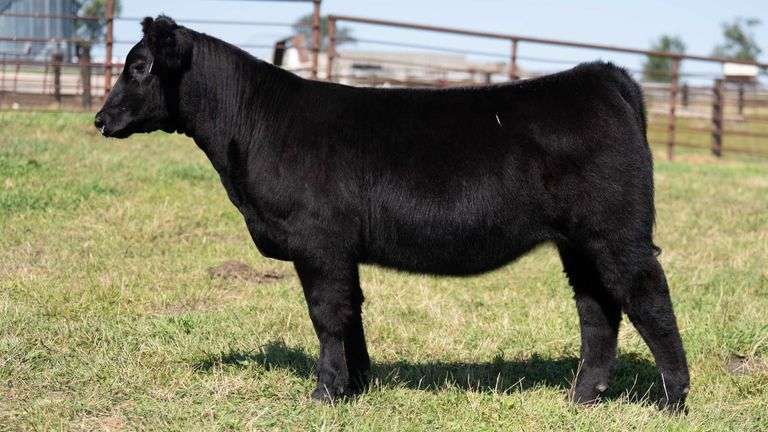 FRYE TAG 18 HEIFER