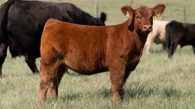 LARSON TAG 5628 HEIFER