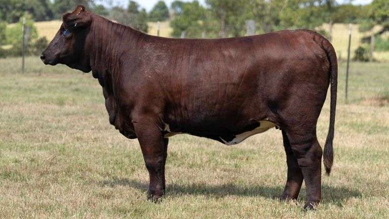 TAG 4416 BRED HEIFER