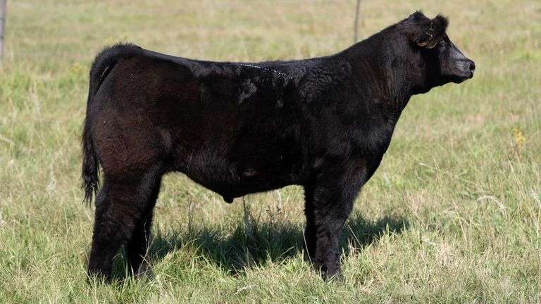 LARSON TAG 7300 STEER