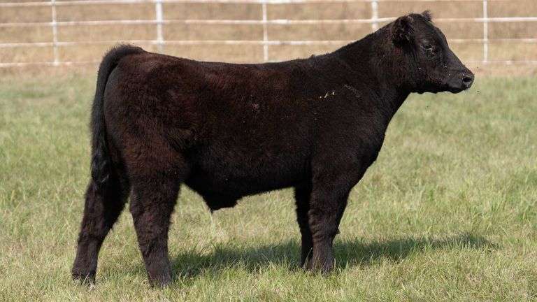 FORMAN BOOT CREEK TAG 17  STEER