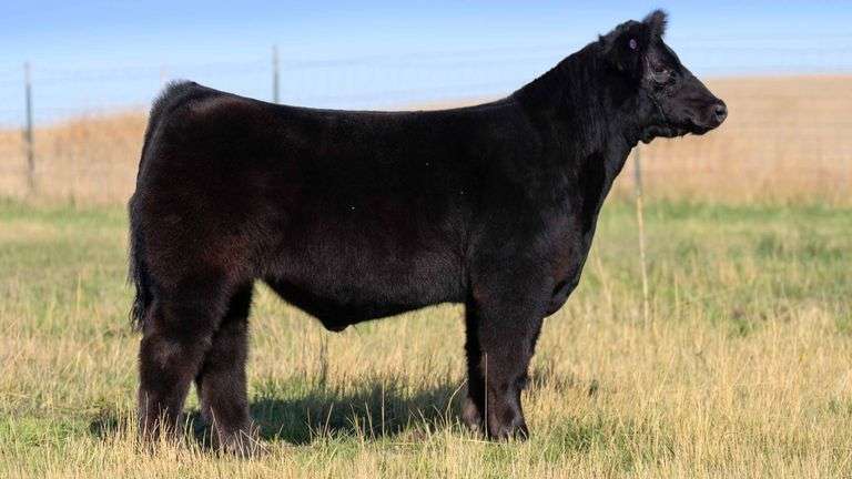 HOCKADAY TAG 334 STEER
