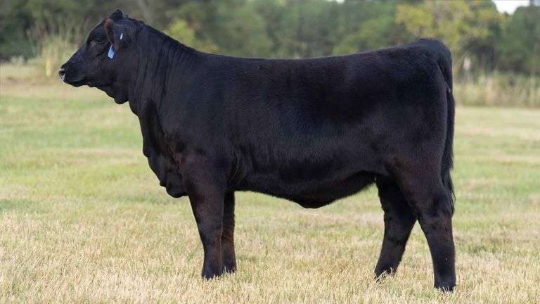 TAG 537N HEIFER