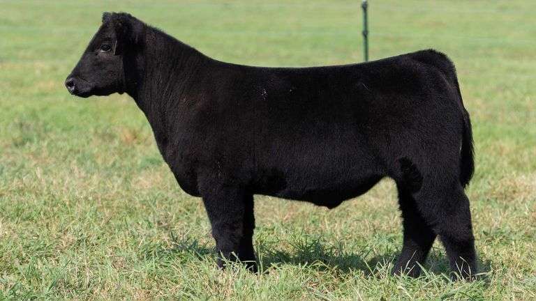 SMITH TAG 41 STEER