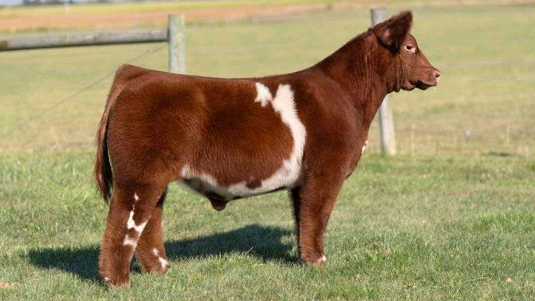 MCCULLOUGH TAG 2 STEER