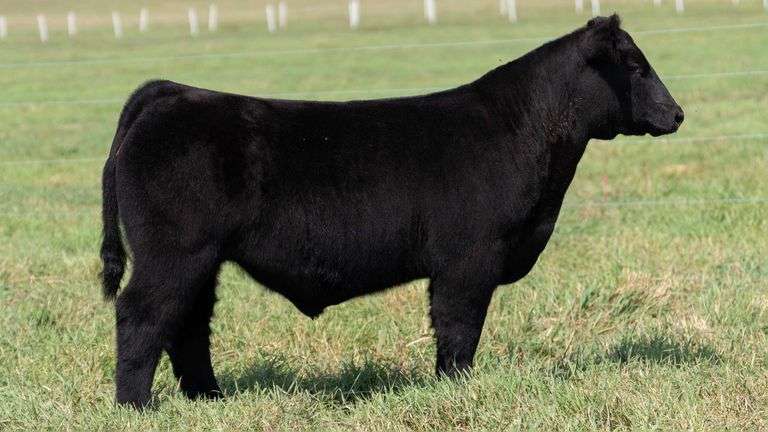 SMITH TAG 12 STEER