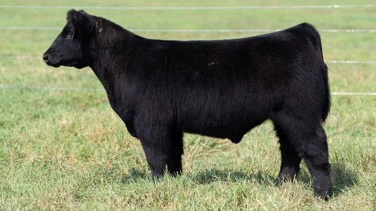 SMITH TAG 25 STEER