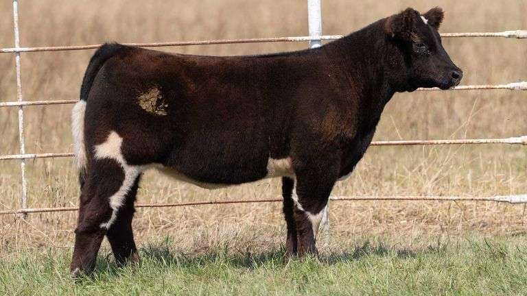 FORMAN BOOT CREEK TAG 32  HEIFER