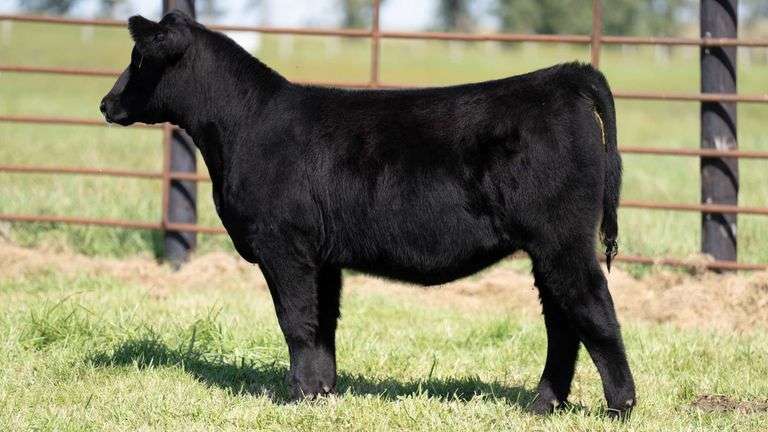 FRYE TAG 14 HEIFER