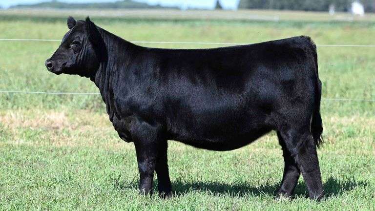 BOESL TAG 48 HEIFER
