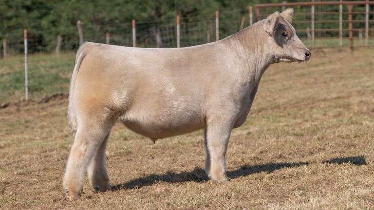 CRALL TAG 115 STEER