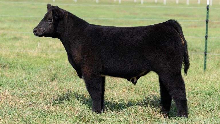 SMITH TAG 30 STEER