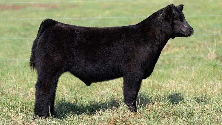 SMITH TAG 53 STEER