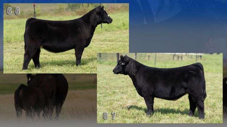 STREIT TAG 66 & 67 HEIFERS