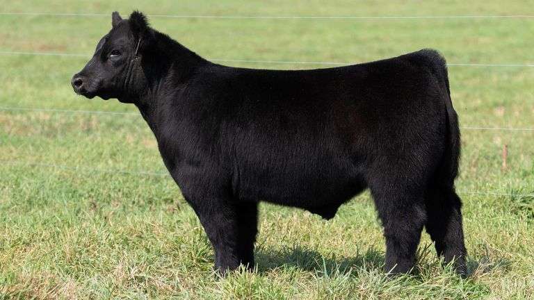 SMITH TAG 33 STEER