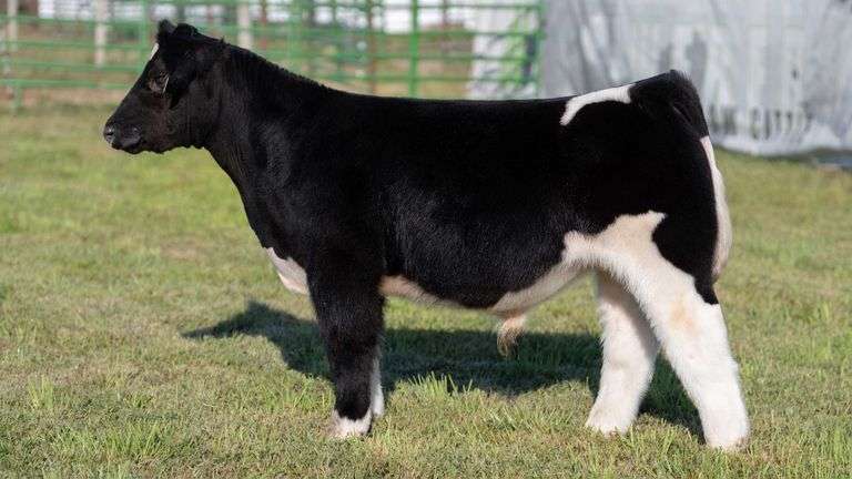 WEBER TAG 218 STEER