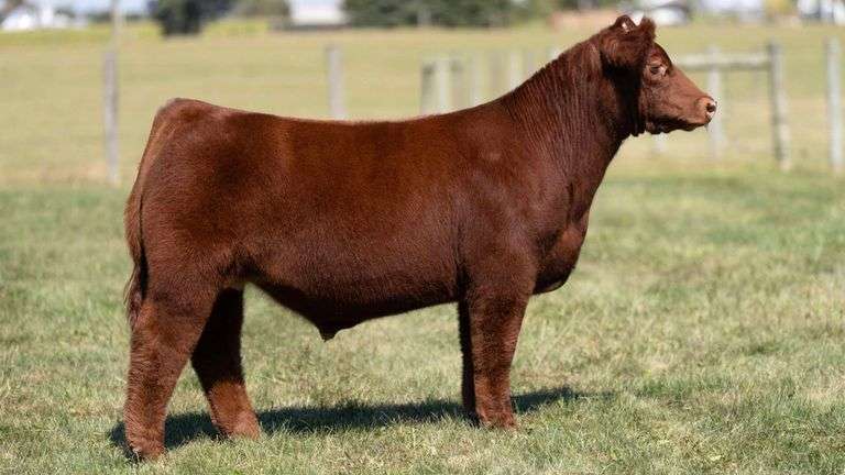 MCCULLOUGH TAG 10 STEER