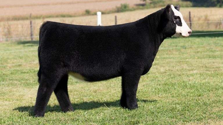 FRAKER TAG 77 HEIFER