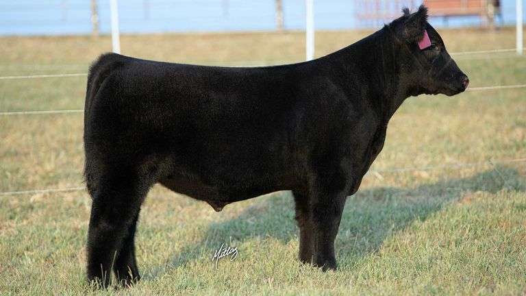 MITTAG TAG 11 STEER