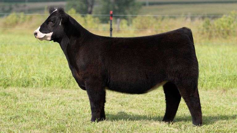 STREIT TAG 64 HEIFER