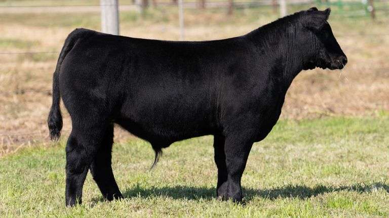 WEBER TAG 207 STEER