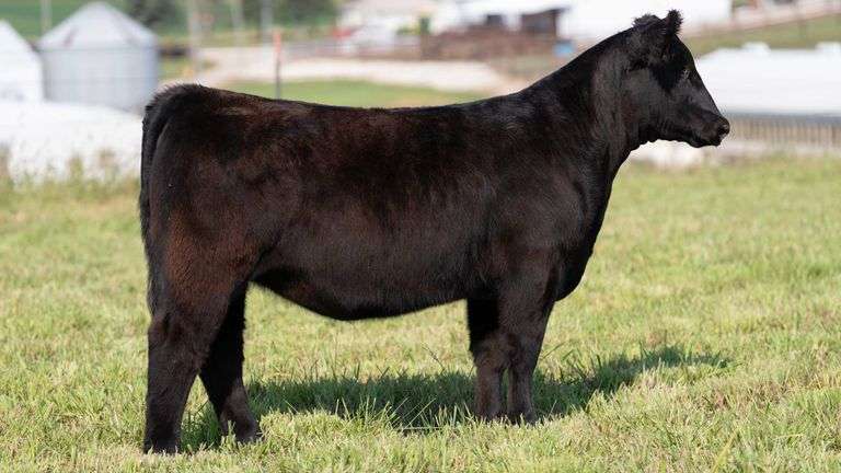 STREIT TAG 60 HEIFER