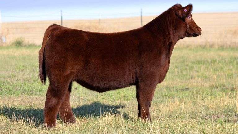 HOCKADAY TAG 199 STEER