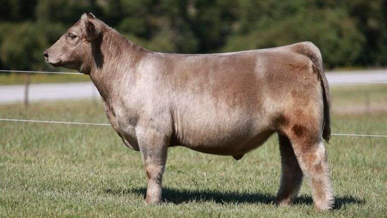 HEWLETT SHOW CATTLE 9/29/25 - SteerBidder