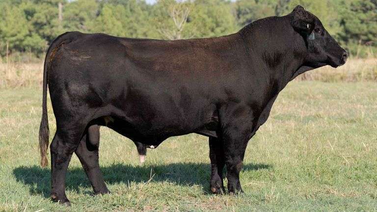 10 UNITS OF HUGO SEMEN