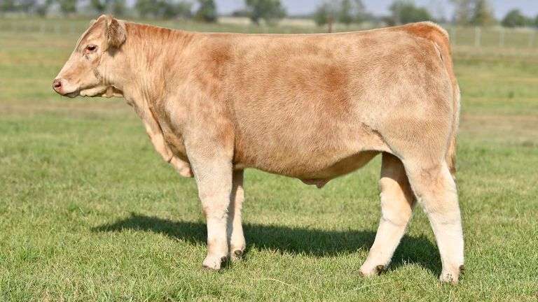 KAY-R TAG 2167 STEER